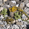 Fiber Trends Gotta Get A Gecko FT-233