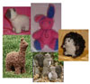 Animals, Toys & Various Delights